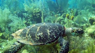Hawksbill Sea Turtle: Cayman Islands