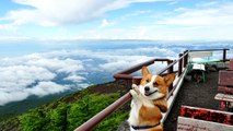 (4K Resolution Photo) July 2010 Goro@Welsh corgi [4096 x 2304]