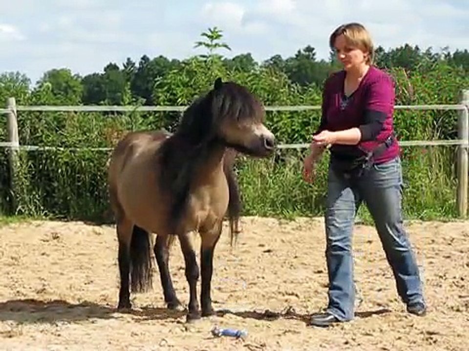Shetty Polly - Spielen mit Pferden