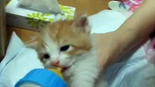 こはる日和　保護子猫授乳シーン３