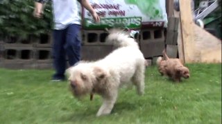 Mini Goldendoodle pups on July 1, 2011