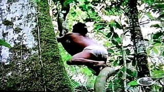 vida salvaje selva amasonica pt3