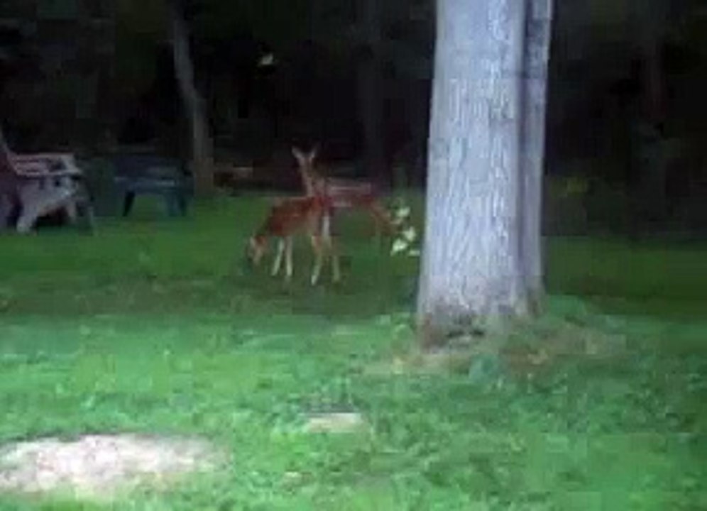 Doe & Fawns 6