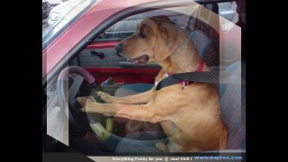 funny dog videos compilation try not to laugh   funny dog 2015 part 1