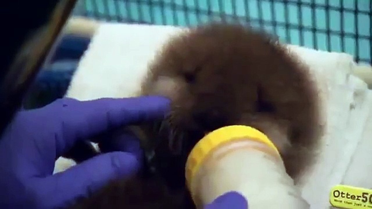 Animal Fun Video 46-http://www.anynewsbd.com/