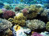 Marine & Coastal Ecosystems