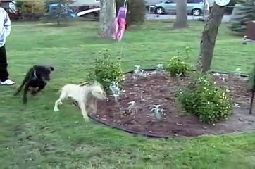 Run puppy run: a montage