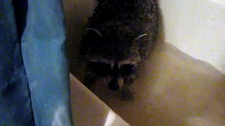 raccoon playing in the tub
