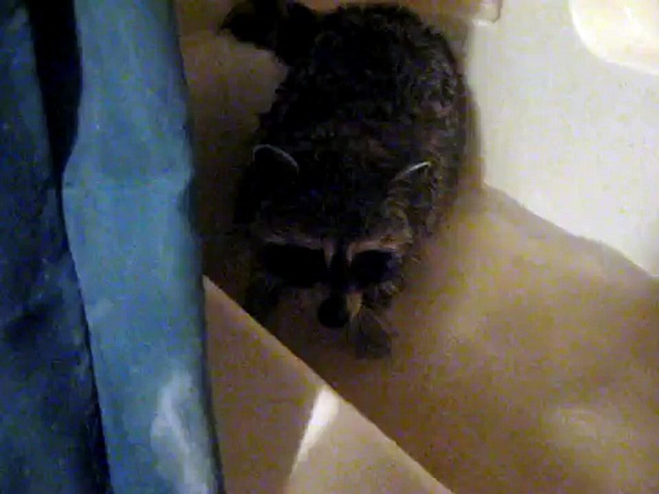 raccoon playing in the tub