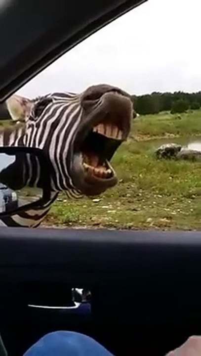 funny zaibra must see