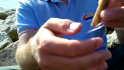 Anzuelado de un muergo entero (Navaja-Longueiron-Razor clam-Cannolicchi)