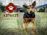 Giving Tuesday: Help San Antonio Pets Alive Save more animals from euthanasia