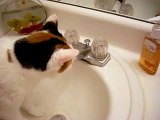 Cat drinking water from sink