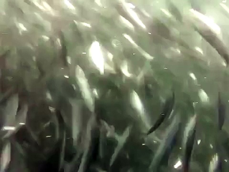 クジラに丸飲みピンチの恐怖【水面から突然浮上】