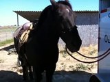 Is this the Wrong Way to Tie a Horse?  It depends? - Bad Horse Tie? - Rick Gore Horsemanship