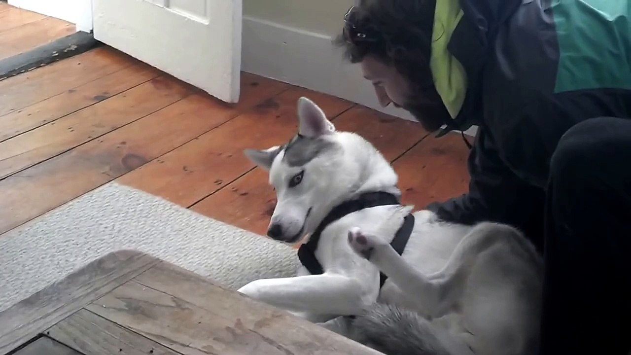 Blaze Loves His Kennel (ORIGINAL) Husky Says No to Kennel - Funny [Full Episode]