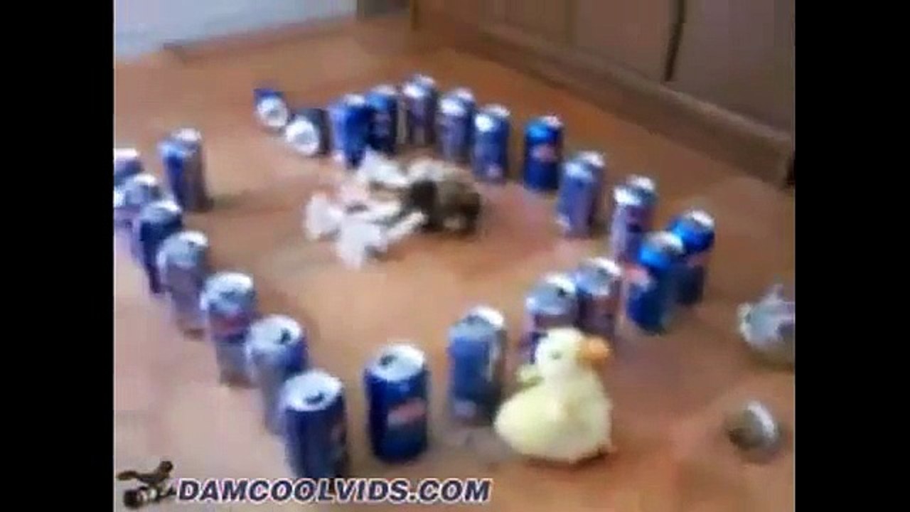 Nonstop Funny dogs & cats [Full Episode]