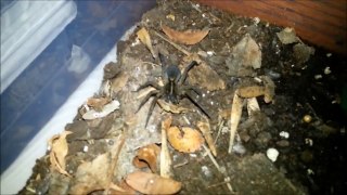 Wolf Spider Eating Video (Yes Another One)!