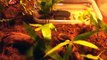 Tiger Salamander Terrarium and care with Green Tree Frogs