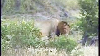 Mapogo Lions Pt.2