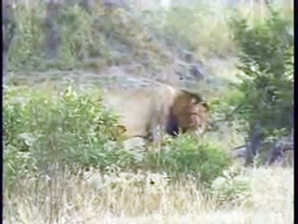 Mapogo Lions Pt.2