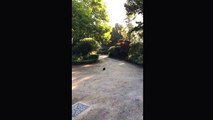Cat stalks wood pigeons in slow motion.  Sorry no ending, it ran and two birds flew off.