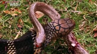 Vietsub Wildlife Secret King Cobra part 4