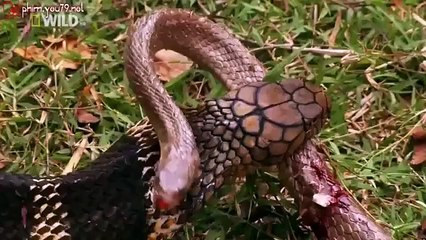 Vietsub Wildlife Secret King Cobra part 4