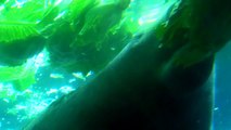Manatee (Trichechus manatus) eating lettuce in Tampa zoo
