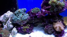 New naso tang and chromis