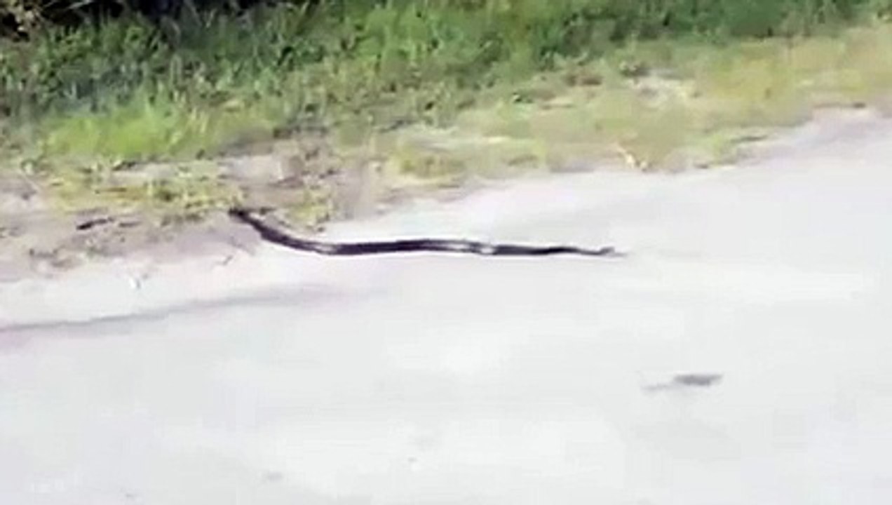 Snake Suffers a heart attack - Rare video