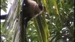 Howler Monkeys & Capuchin Monkeys - Cahuita  Costa Rica