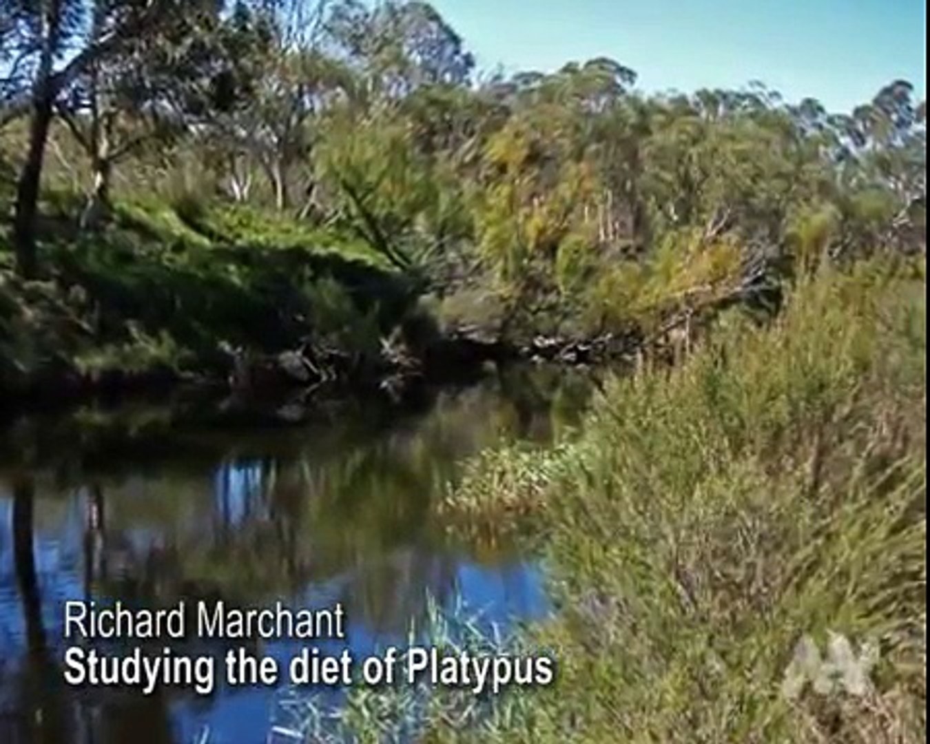 Studying the diet of platypus