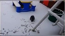 雪に大興奮するペットたちが可愛い過ぎるｗｗ 犬・猫と子供の様にはしゃぎまくる姿が超絶面白いｗｗｗｗ