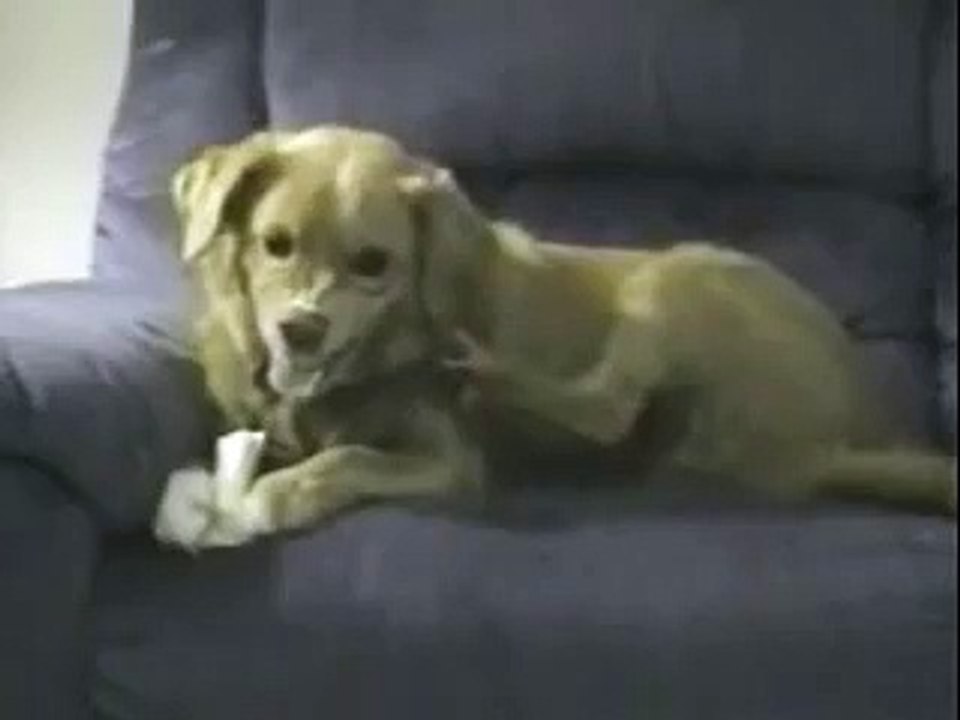 El perro desconfiado.. o... Este hueso es mio.!!