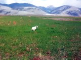 ferma perdikes pedines-perdix perdix-Grey Partridge with English setter-setter inglese starne