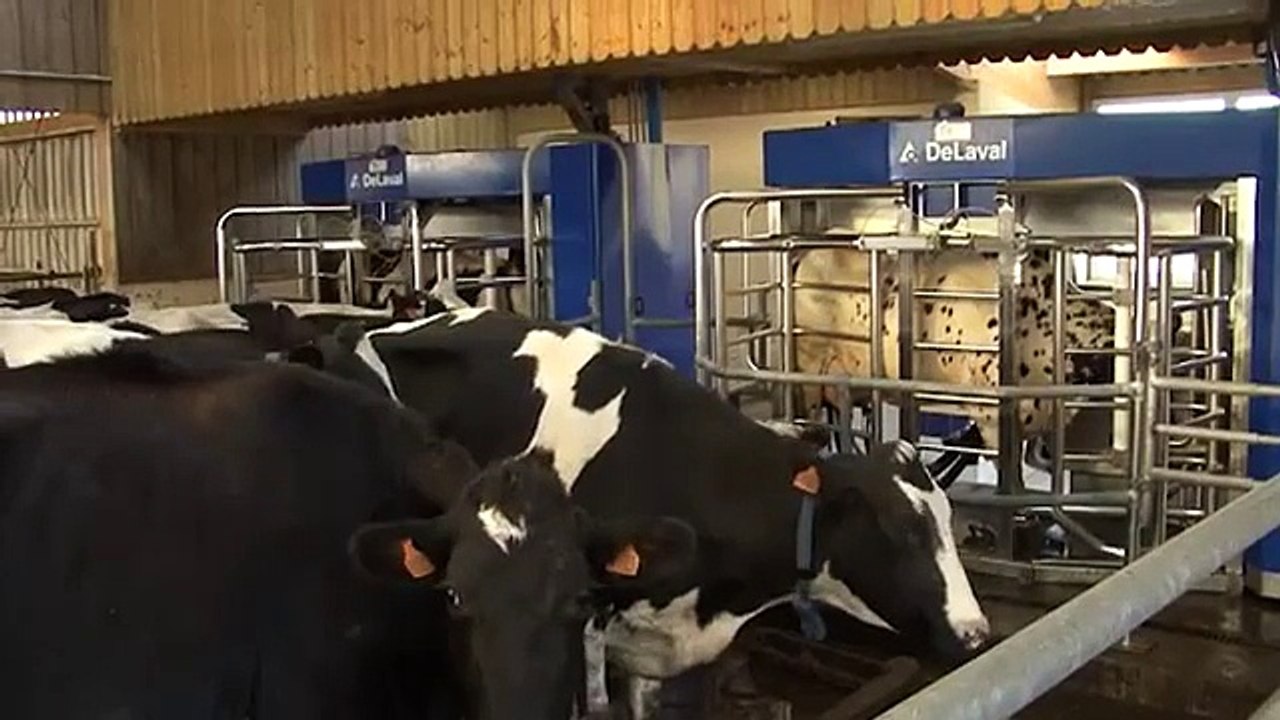 Grâce au robot de traite VMS DeLaval, l'éleveur connaît mieux ses vaches !
