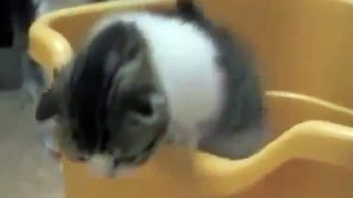Funny Cats Videos Compilation 2014 Over 1Hours NON STOP !!!