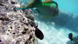 GoPro: Snorkeling at Hanauma Bay 1080p [HD]
