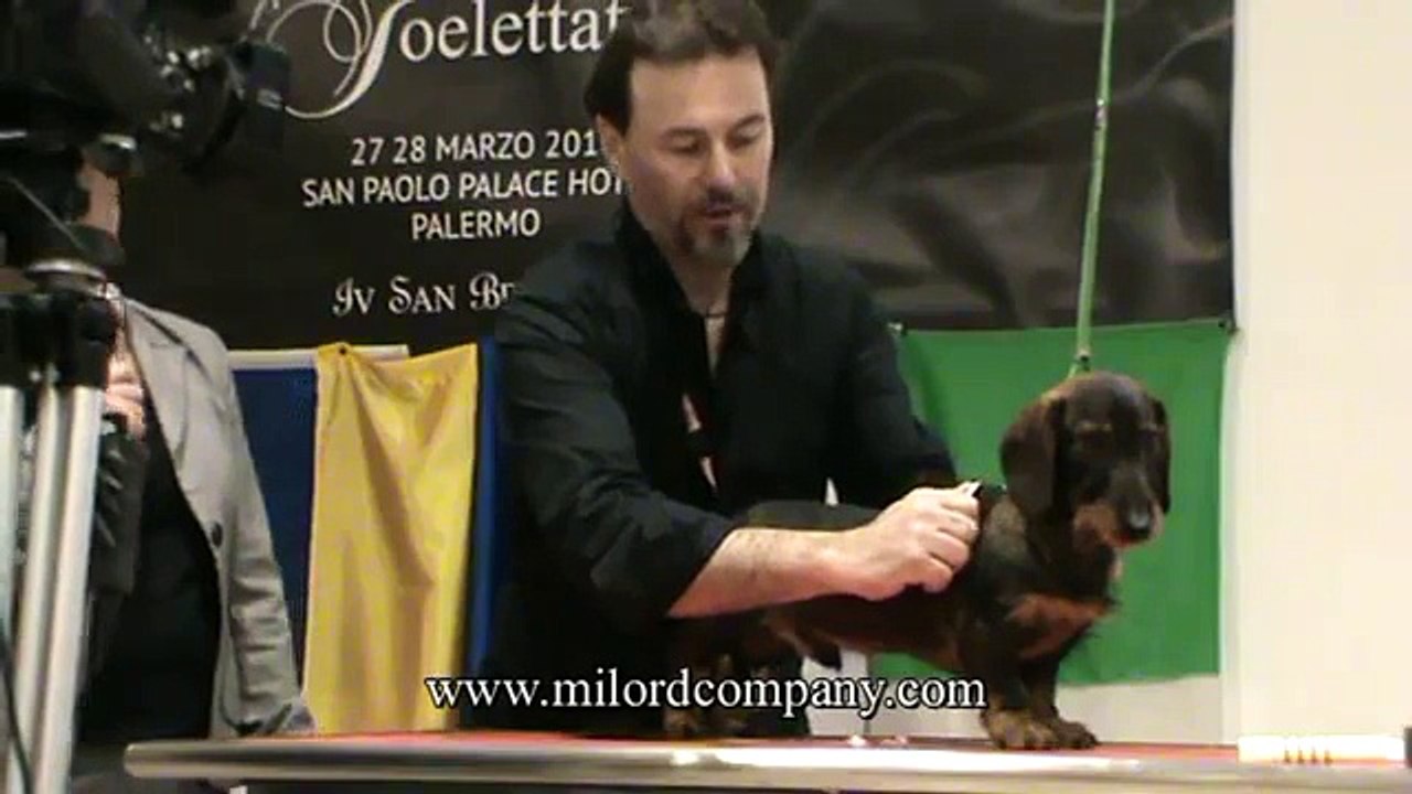 Тримминг жесткошерстной таксы