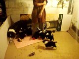 Border Collie-baby puppies