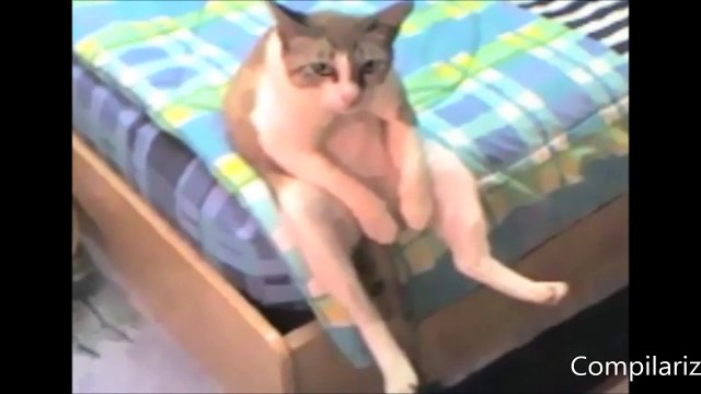 Animals Behaving Like Humans Compilation