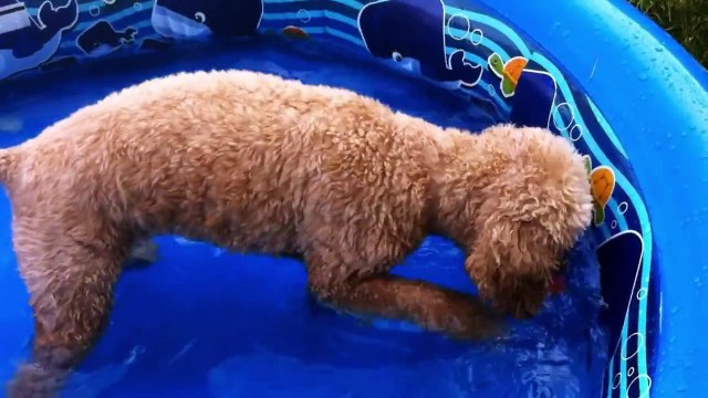 Lizzy's Story | Kids Video of Cute Puppy and Funny Dog Playing [Full Episode]