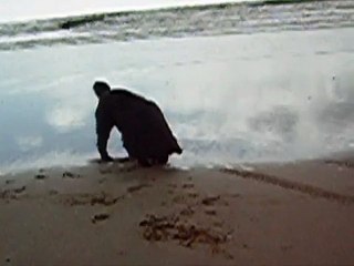 Ruby The Newfoundland Dog Having A Splash On The Beach