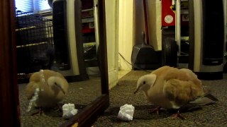 larry the laughing dove chasing paper balls