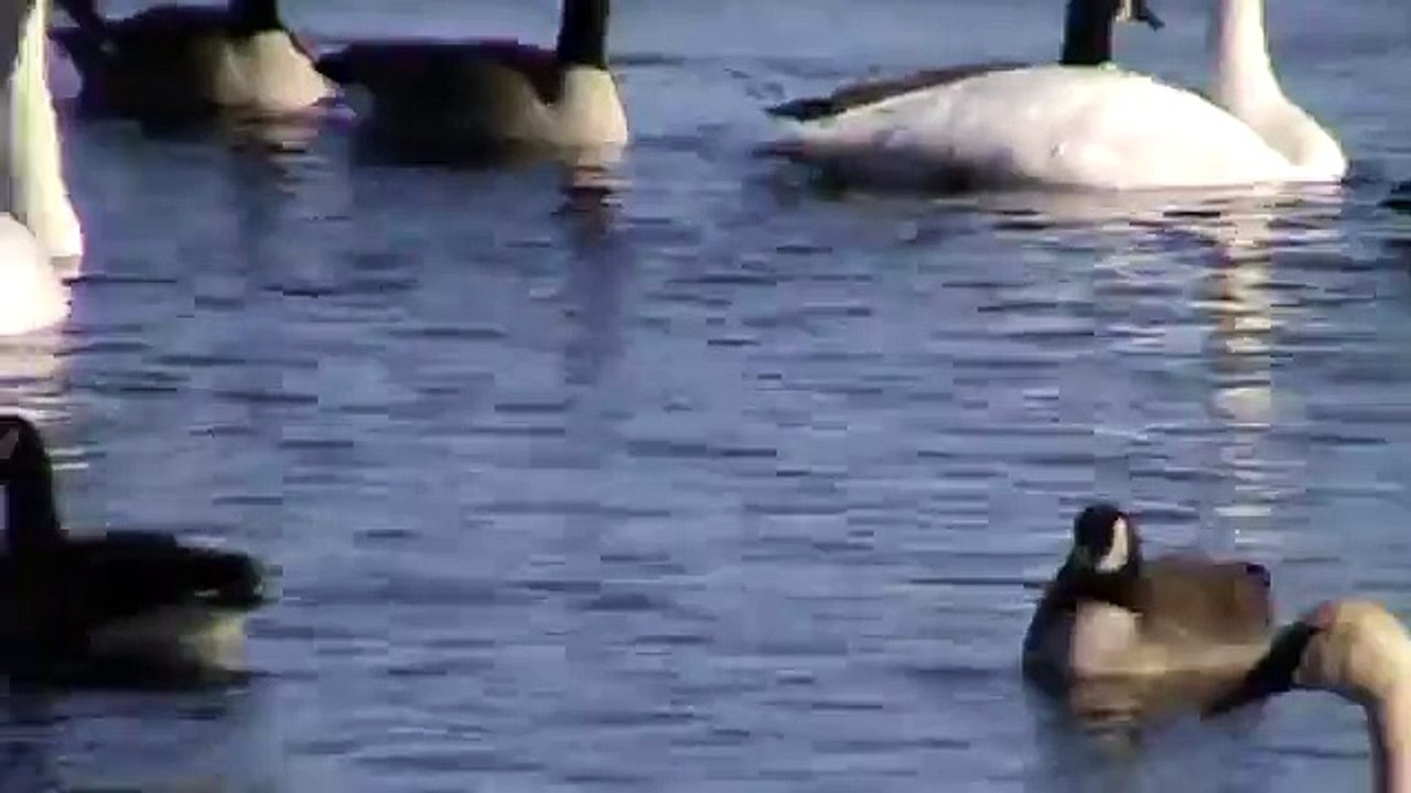 Swans & Geese Honking on Big Lake 1