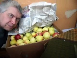 Яблоки в ящике