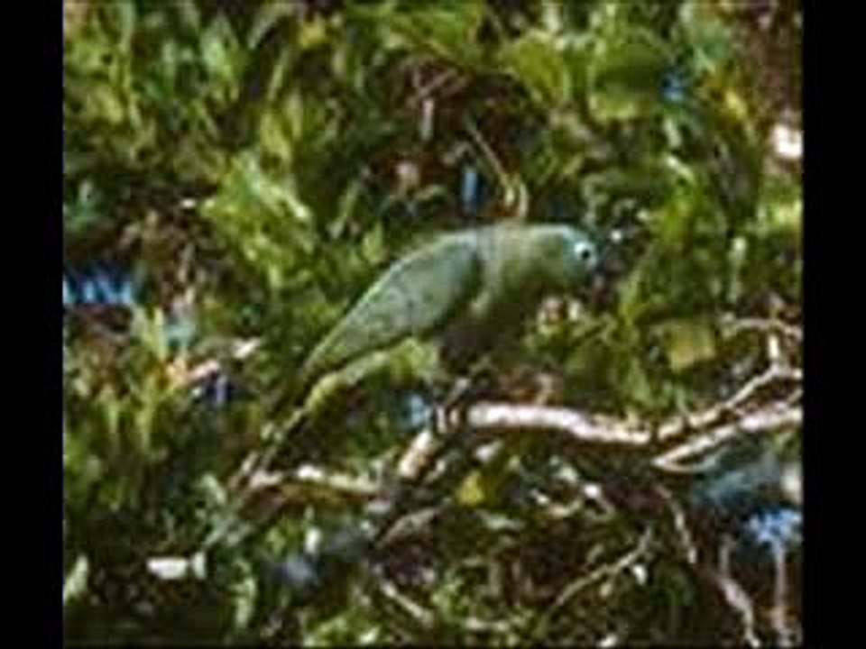 Amazona farinosa - Papagaio Moleiro