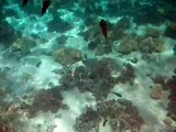 Swimming with squids in Mauritius
