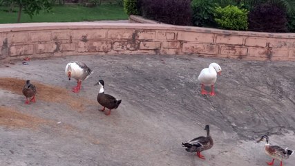 Beautiful Ducks in Ponds